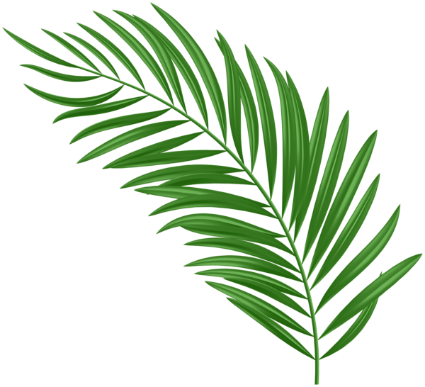 This png image - Palm Leaf Green PNG Clipart, is available for free download