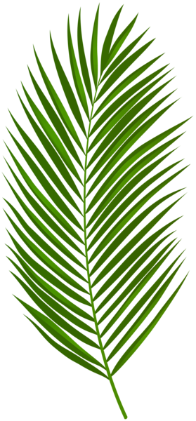 This png image - Palm Leaf PNG Clipart, is available for free download