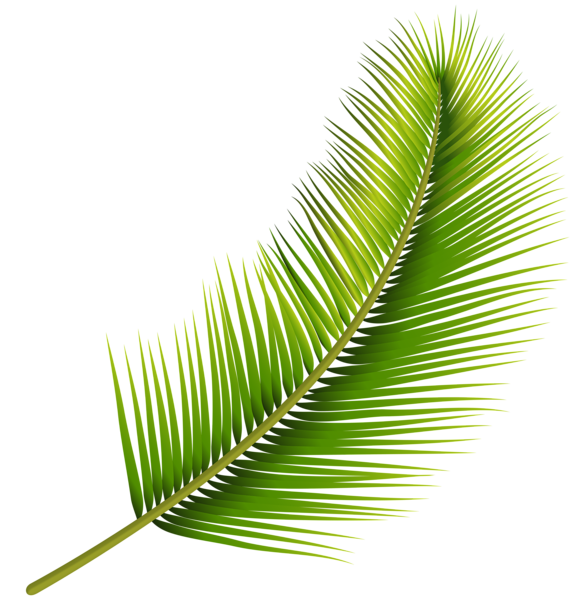 This png image - Palm Leaf PNG Transparent Image, is available for free download