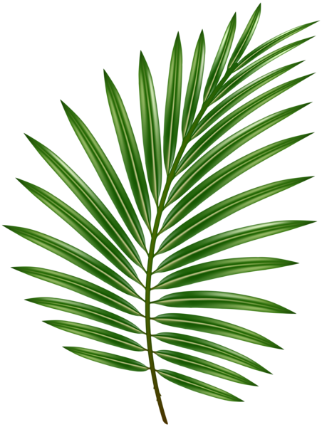 This png image - Palm Leaf Transparent PNG Image, is available for free download