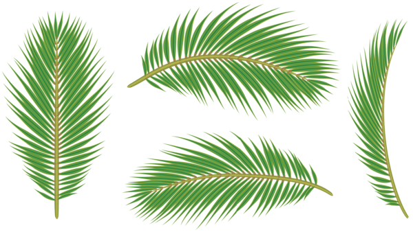 This png image - Palm Leaves PNG Clip Art, is available for free download
