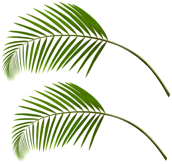 This png image - Palm Leaves PNG Clip Art, is available for free download