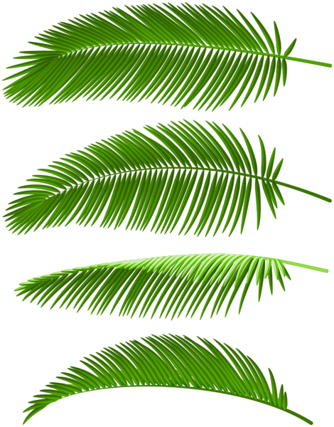 This png image - Palm Leaves Set PNG Clip Art Image, is available for free download