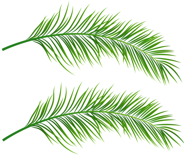 Palm Leaves Transparent Clip Art Image | Gallery ...