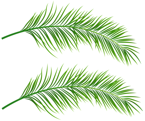 This png image - Palm Leaves Transparent Clip Art Image, is available for free download