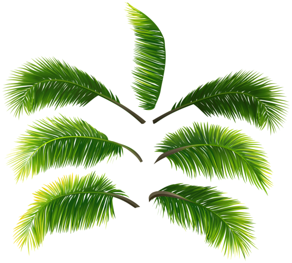 This png image - Palm Leaves Transparent PNG Clip Art, is available for free download