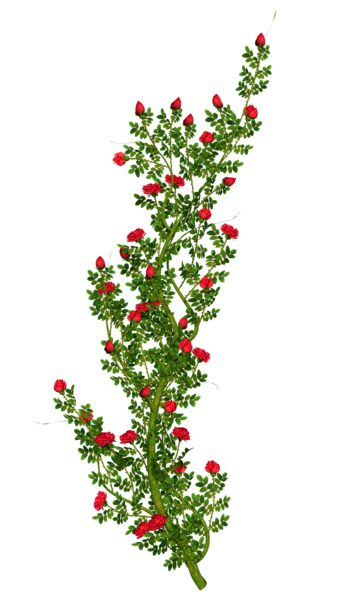 This png image - Rosebush Clipart, is available for free download