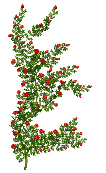 This png image - Rosebush Clipart Picture, is available for free download