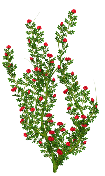 This png image - Rosebush PNG Clipart Picture, is available for free download