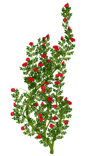 This png image - Rosebush PNG Picture, is available for free download