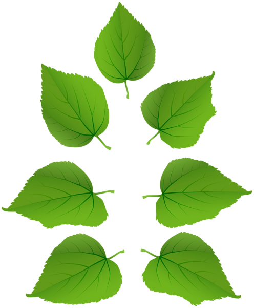 This png image - Set of Green Leaves PNG Clipart, is available for free download