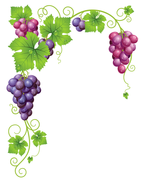 Transparent Vine Decor PNG Clipart Picture | Gallery ...