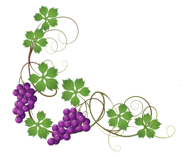 This png image - Transparent Vine Decoration PNG Clipart Picture, is available for free download