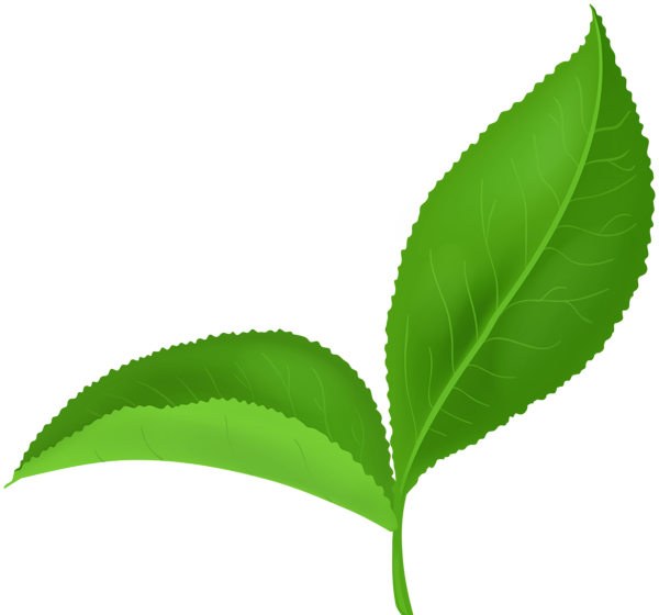 This png image - Two Green Leaves PNG Clipart, is available for free download