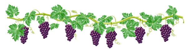 This png image - Vine Decorative Element PNG Clipart Picture, is available for free download