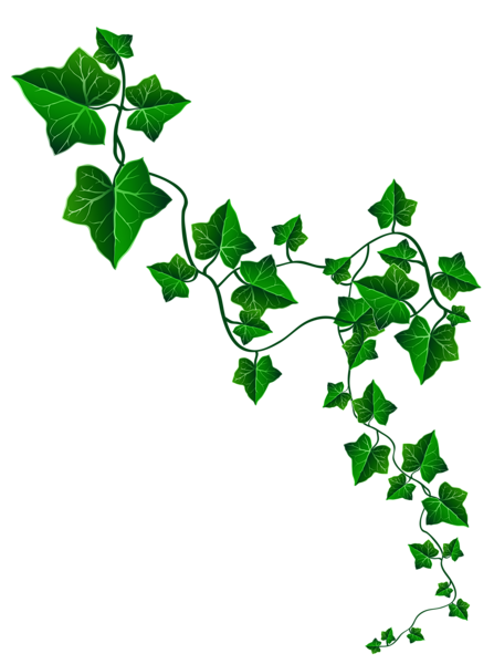 This png image - Vine Ivy Decoration PNG Clipart Image, is available for free download