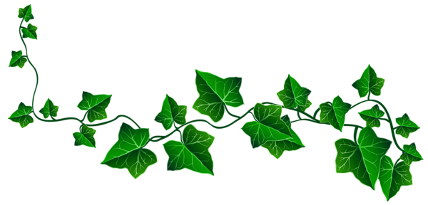 This png image - Vine Ivy Decoration PNG Clipart Picture, is available for free download