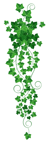 This png image - Vine Ivy PNG Clipart Picture, is available for free download