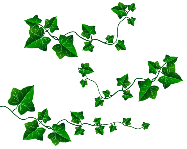 This png image - Vine Leaves Decoration PNG Clipart Picture, is available for free download
