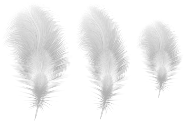 This png image - White Feathers PNG Clipart, is available for free download