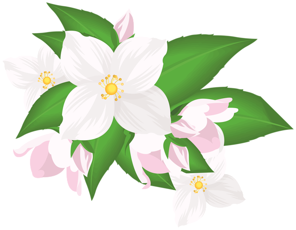 White Flowers Transparent Clip Art | Gallery Yopriceville - High