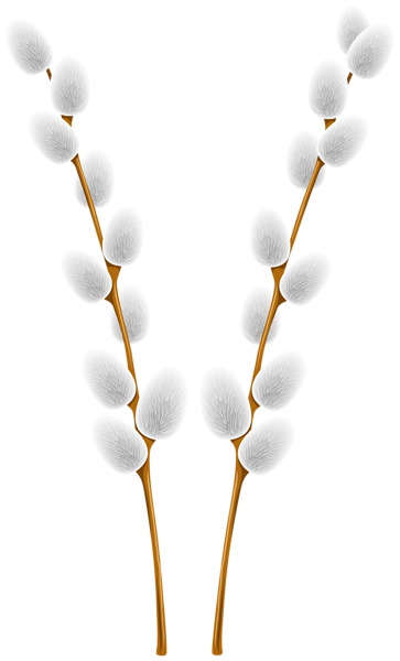 This png image - Easter Willow Transparent Image, is available for free download