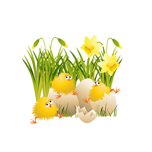 This png image - Large Easter Chicks, is available for free download