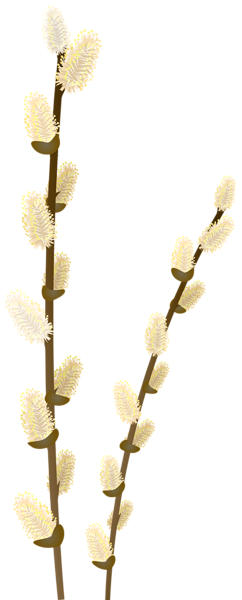 This png image - Willow Tree Branch Transparent PNG Clip Art Image, is available for free download