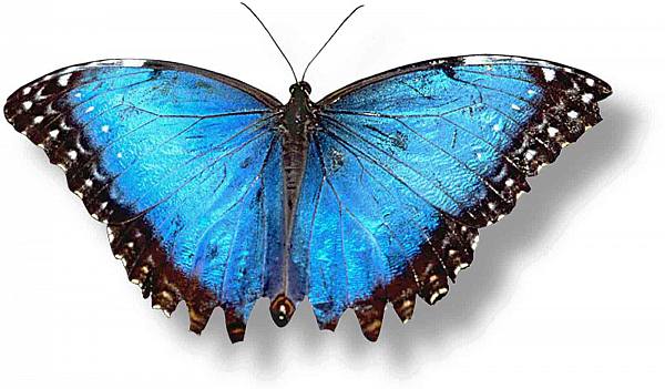 This jpeg image - butterfliesblue, is available for free download