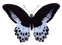 This jpeg image - butterfly black, is available for free download