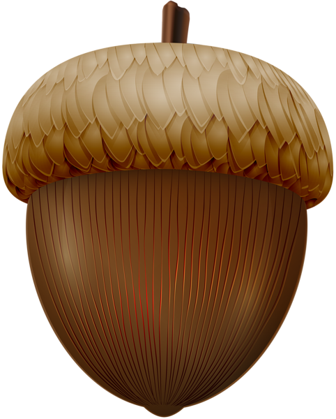 This png image - Acorn PNG Clip Art Image, is available for free download