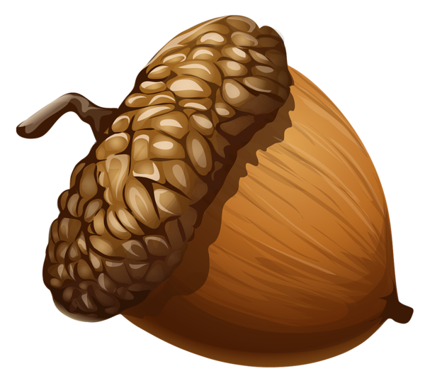 This png image - Acorn PNG Clipart Picture, is available for free download