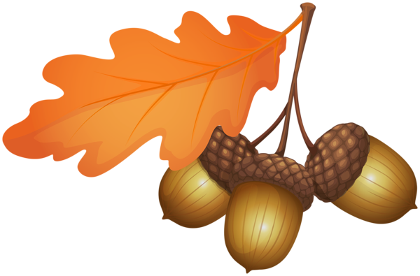 This png image - Acorns PNG Clipart, is available for free download