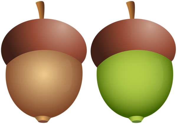 This png image - Acorns PNG Clipart, is available for free download