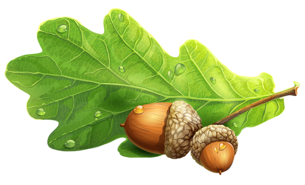 This png image - Acorns PNG Clipart Picture, is available for free download
