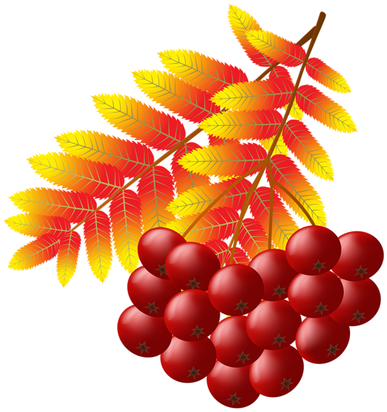 This png image - Autumn Ash Plant PNG Transparent Clipart, is available for free download