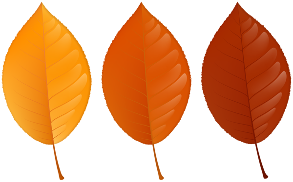 This png image - Autumn Colored Leaves PNG Clipart, is available for free download