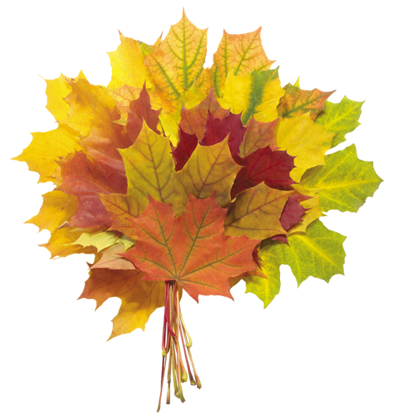 This png image - Autumn Leaves PNG Image, is available for free download