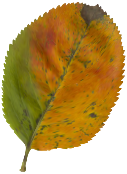 This png image - Beautiful Autumn Leaf PNG Clipart Image, is available for free download