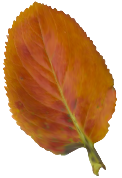 This png image - Beautiful Autumn Leaf PNG Clipart Picture, is available for free download