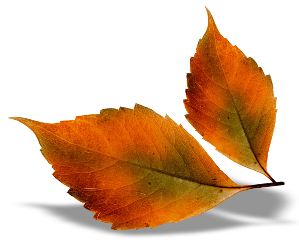 Beautiful Fall Leaves PNG Picture | Gallery Yopriceville ...