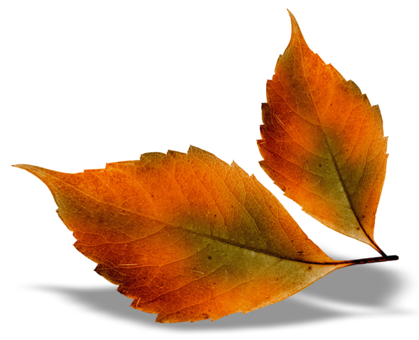 This png image - Beautiful Fall Leaves PNG Picture, is available for free download