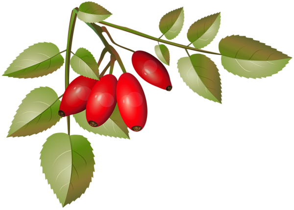 This png image - Brier Bush with Ripe Fruits Branch PNG Clip Art, is available for free download
