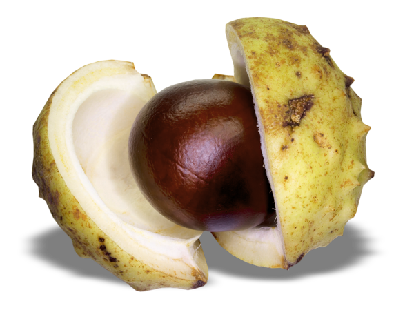 This png image - Chestnut PNG Picture, is available for free download