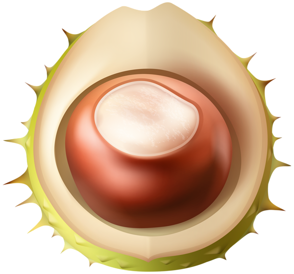 This png image - Chestnut PNG Transparent Clipart, is available for free download