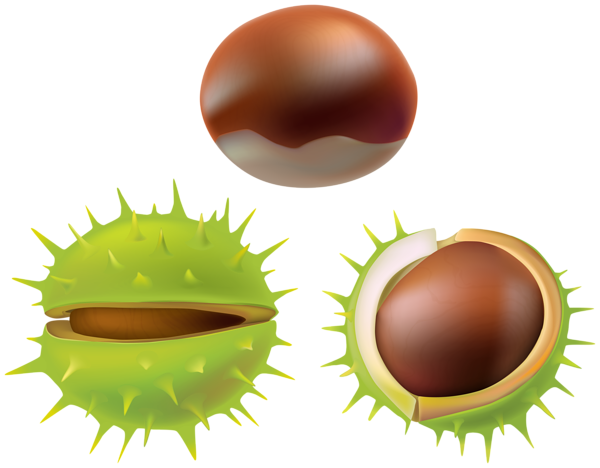 This png image - Chestnut Set PNG Clipart, is available for free download