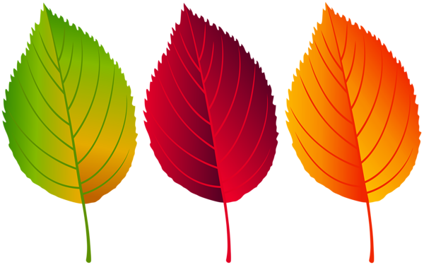 This png image - Colorful Fall Leaves PNG Clip Art Image, is available for free download