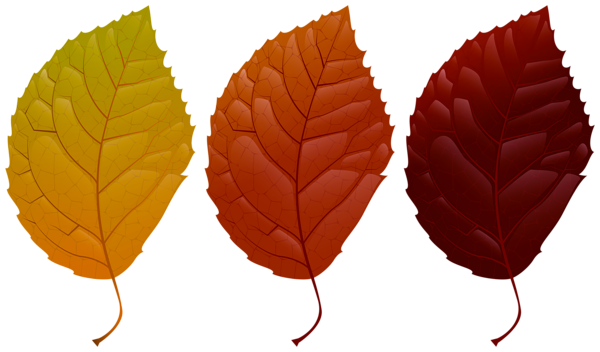 This png image - Colorful Fall Leaves PNG Clipart, is available for free download