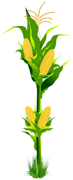 This png image - Corn Plant PNG Clipart, is available for free download