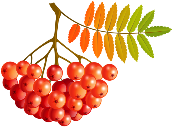 This png image - Fall Mountain Ash Fruits PNG Clip Art Image, is available for free download